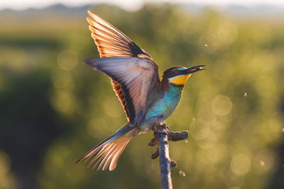 Close-up of bird flying against blurred background