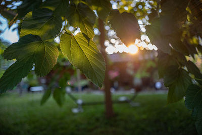 Close-up of sunlight streaming through tree