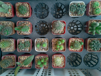 High angle view of potted plants
