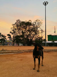 Horse on field against sky during sunset