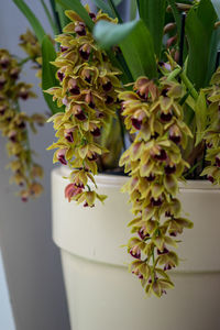 Close-up of potted plant