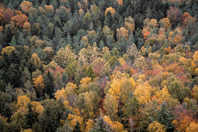 High angle view of pine trees in forest during autumn