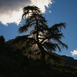 Low angle view of tree against sky