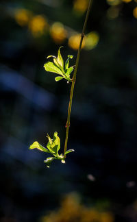 Close-up of small plant