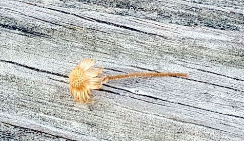 Close-up of flower on wood