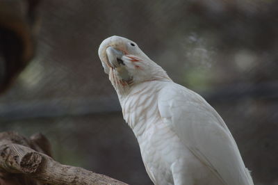 Close-up of parrot perching