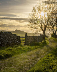 Path runing through the yorkshire dales enclosed by drystone walls