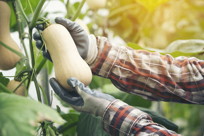 Close-up of man working on plant