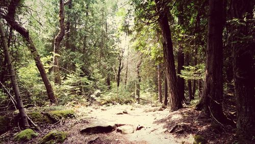 Trees in forest