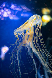 Close-up of jellyfish swimming in sea