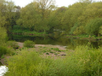 Scenic view of lake in forest