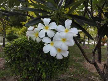 Close-up of white flowering plant