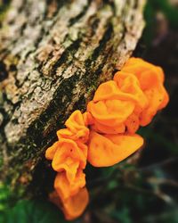 Close-up of orange flower tree