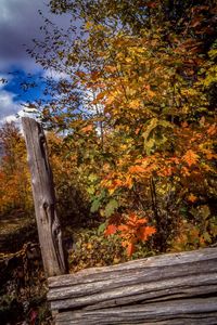 Close-up of tree in autumn