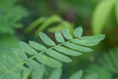 Close-up of fresh green leaves