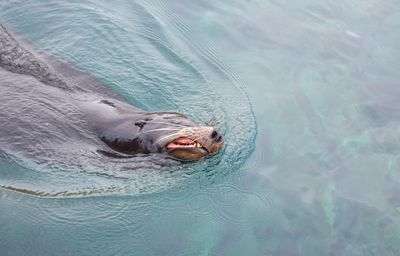 Seal swimming in sea