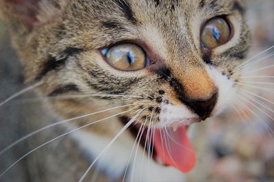 Close-up portrait of tabby cat sticking out tongue