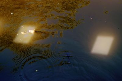 Close-up of illuminated swimming in lake