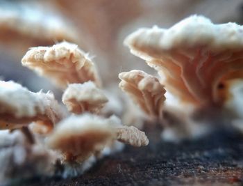 Close-up of mushrooms