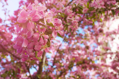 Close-up of pink flowers on tree