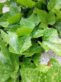 Full frame shot of wet plant