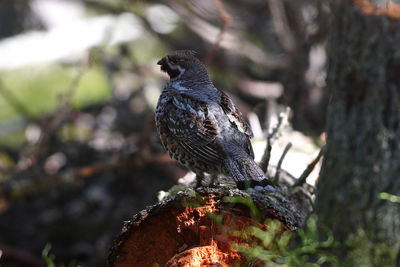 Close-up of eagle perching on tree