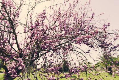 Low angle view of pink flowers blooming on tree