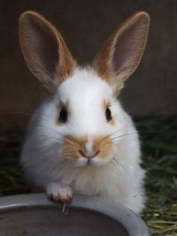 Close-up portrait of rabbit