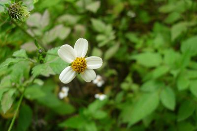 Close-up of white daisy flowers