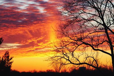 Low angle view of silhouette trees against orange sky