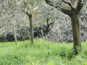 Bird perching on tree