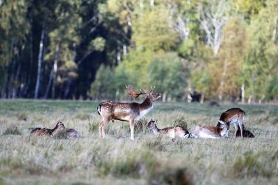 Deer in a field