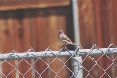 Bird perching on fence