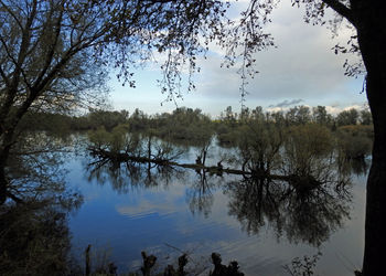 Scenic view of lake in forest against sky