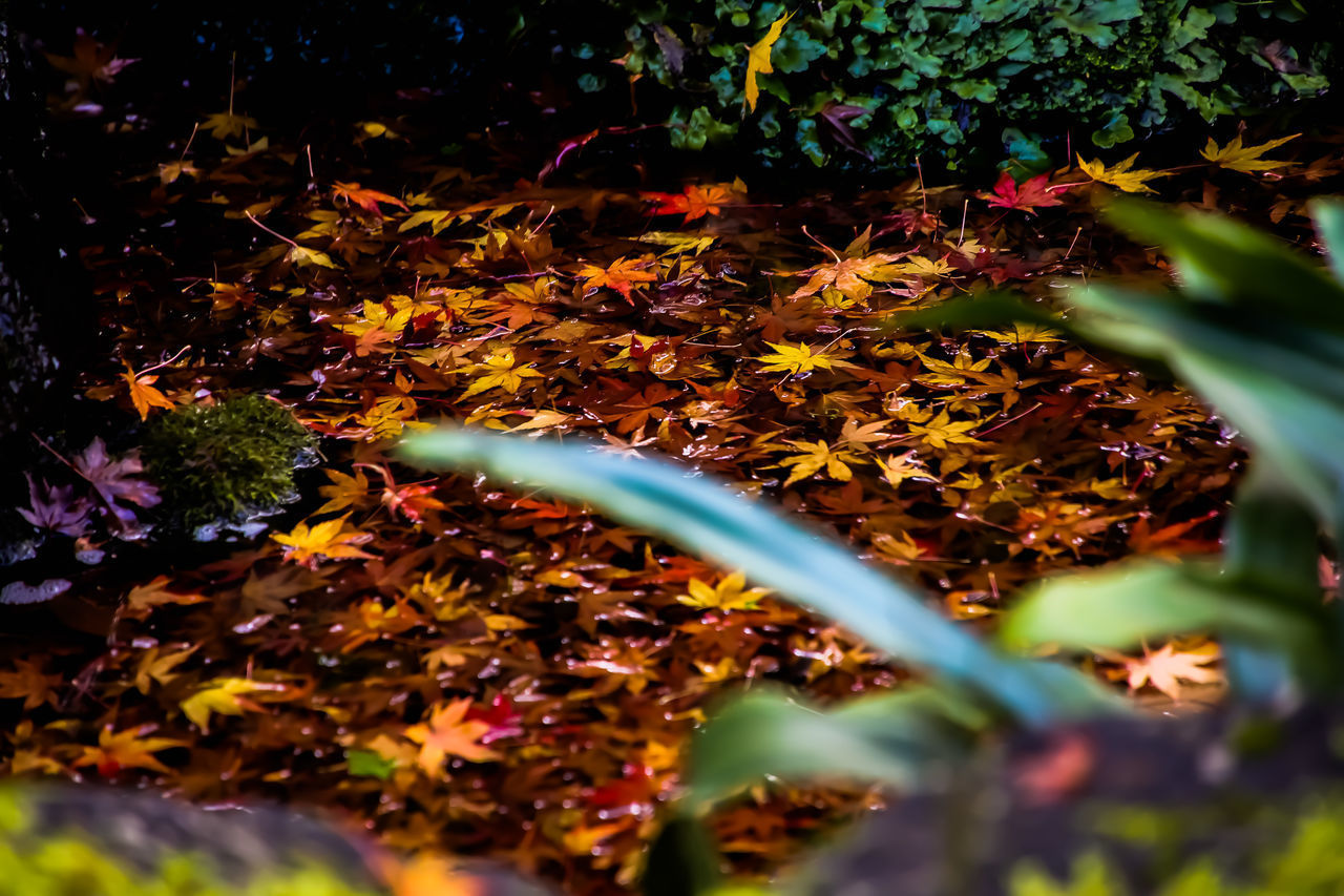 CLOSE-UP OF WET MAPLE LEAVES ON PLANT