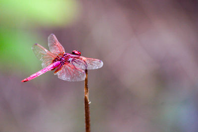 Close-up of dragonfly on plant