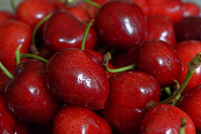 Bunch of fresh spring cherries, close-up photo of cherry fruit