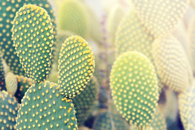 Opuntia microdasys, bunny ears cactus in garden