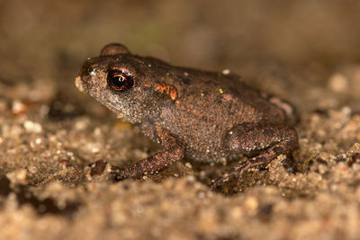 Close-up of lizard on rock