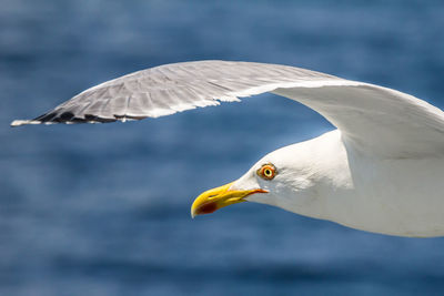 Seagull flying over sea