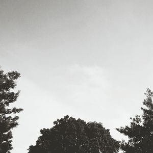 Low angle view of trees against sky