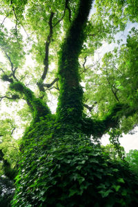 Low angle view of ivy on trees in forest