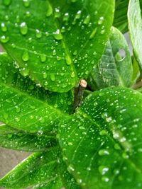 Close-up of raindrops on leaves