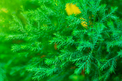 Full frame shot of feather