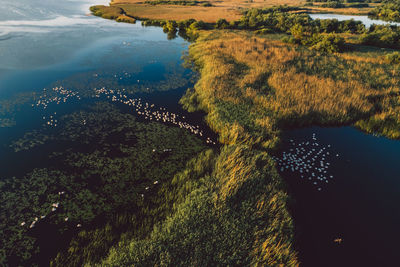 High angle view of river amidst trees