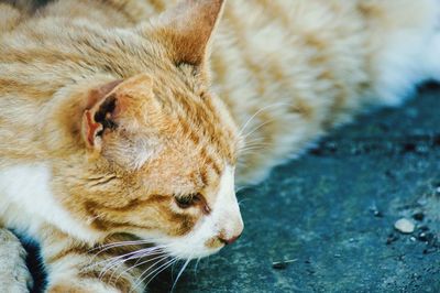 Close-up of a cat