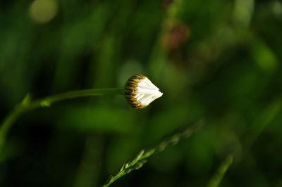Close-up of butterfly on plant