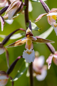 Close-up of purple flowering plant