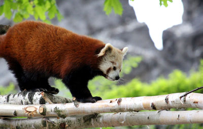 Cute red panda