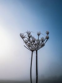 Low angle view of a plant in a morning frost  against clear sky